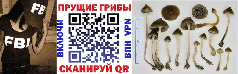 Псилоцибиновые грибы мицелий  Кинель 